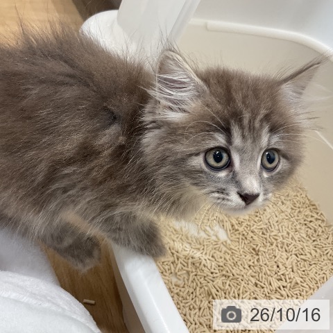 サイベリアンの写真
