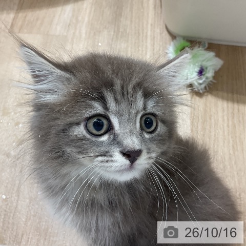 サイベリアンの写真