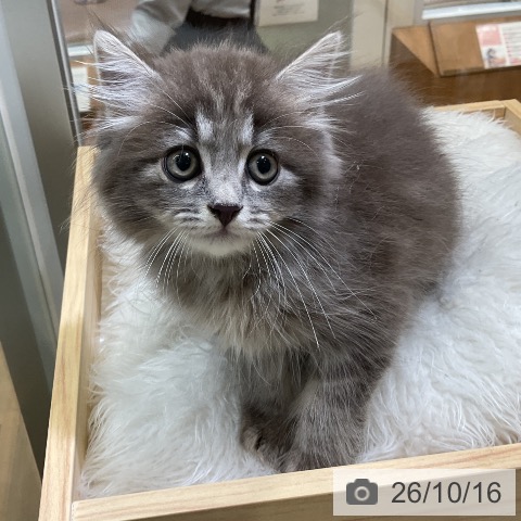 サイベリアンの写真