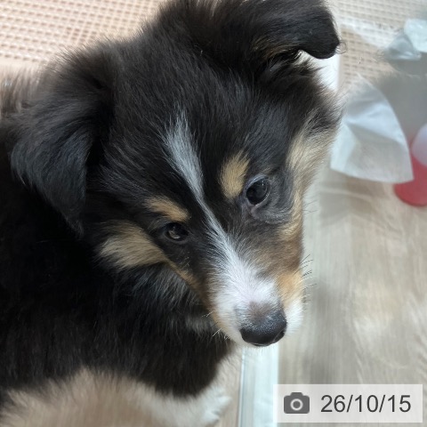 石川県のシェットランドシープドッグ (ペットプラス 白山店/2026年8月12日生まれ/女の子/ブラックホワイトタン)の子犬の3枚目の画像