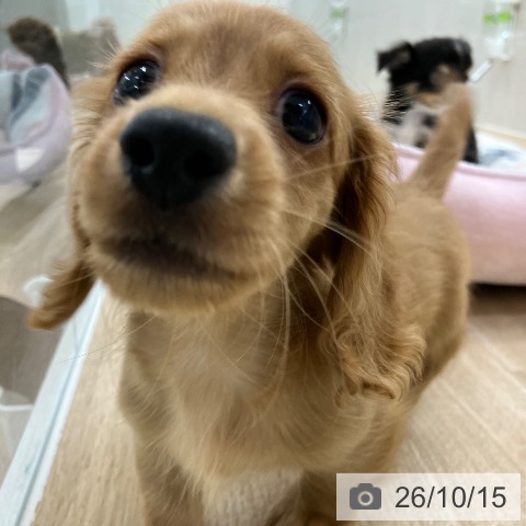 愛知県のミニチュアダックスフンド(ロング) (ペットプラス 千音寺店/2026年8月7日生まれ/男の子/ゴールド)の子犬の4枚目の画像