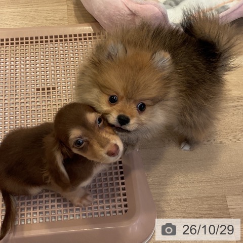 愛知県のポメラニアン (ペットプラス 岡崎店/2026年8月12日生まれ/男の子/オレンジ)の子犬の4枚目の画像