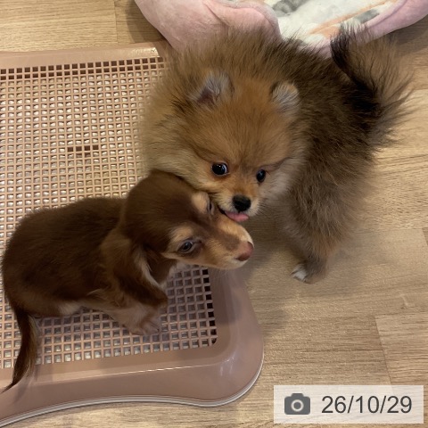 愛知県のポメラニアン (ペットプラス 岡崎店/2026年8月12日生まれ/男の子/オレンジ)の子犬の3枚目の画像