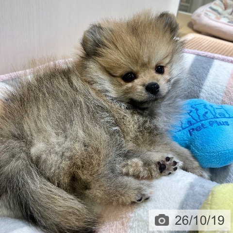 ポメラニアンの写真