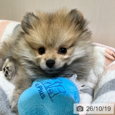ポメラニアンの写真