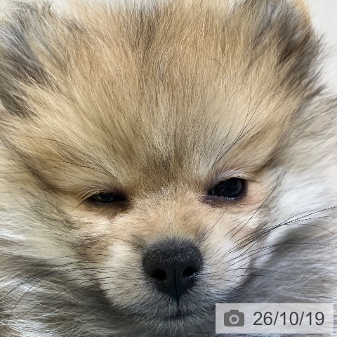 ポメラニアンの写真