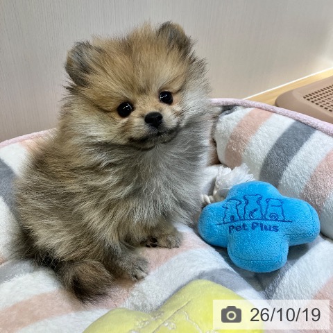 ポメラニアンの写真