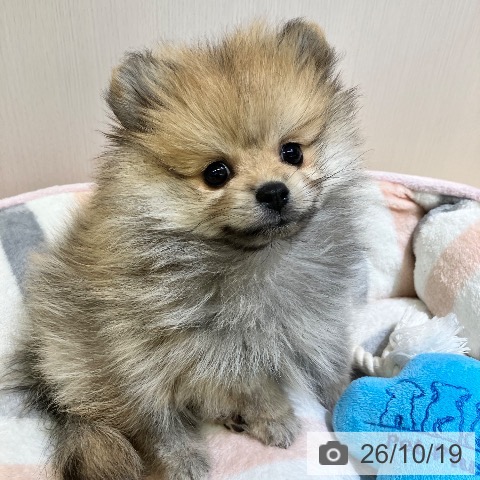 ポメラニアンの写真