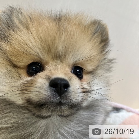 ポメラニアンの写真