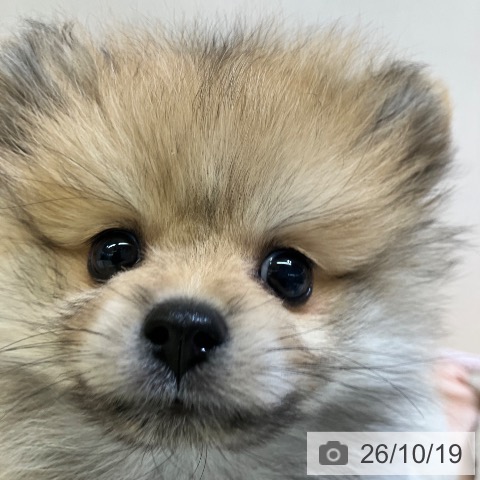 ポメラニアンの写真