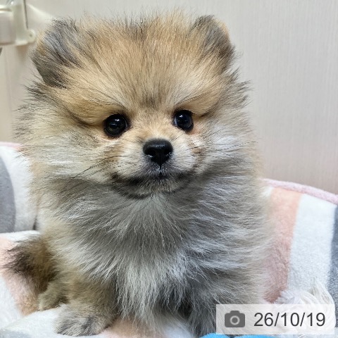 ポメラニアンの写真
