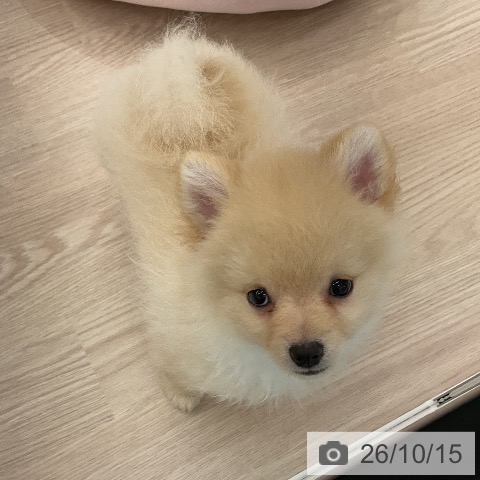 福井県のポメラニアン (ペットプラス 福井店/2026年8月10日生まれ/男の子/クリーム)の子犬の4枚目の画像