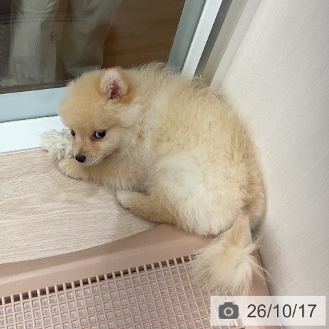 福井県のポメラニアン (ペットプラス 福井店/2026年8月10日生まれ/男の子/クリーム)の子犬の3枚目の画像