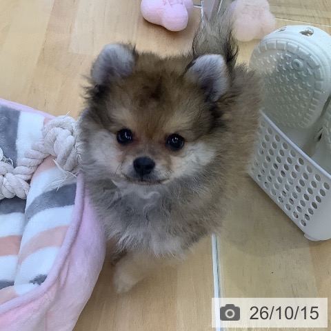 ポメラニアンの写真