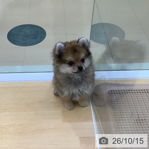 ポメラニアンの写真