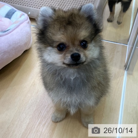 ポメラニアンの写真