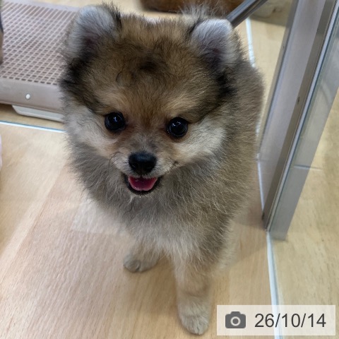 ポメラニアンの写真