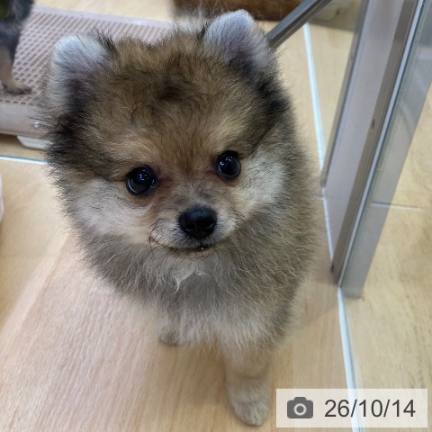 ポメラニアンの写真