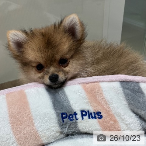 石川県のポメラニアン (ペットプラス 白山店/2026年8月10日生まれ/女の子/オレンジ)の子犬の4枚目の画像