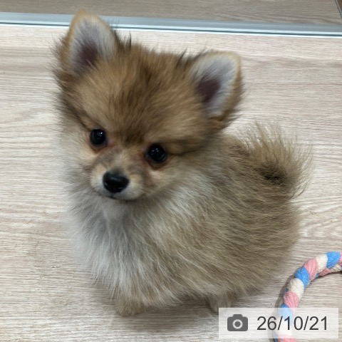 石川県のポメラニアン (ペットプラス 白山店/2026年8月10日生まれ/女の子/オレンジ)の子犬の3枚目の画像