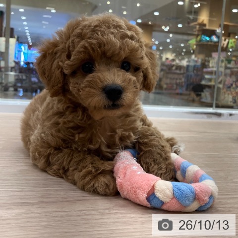 愛知県のトイプードル(トイ) (ペットプラス 豊田店/2026年8月13日生まれ/男の子/レッド)の子犬の3枚目の画像