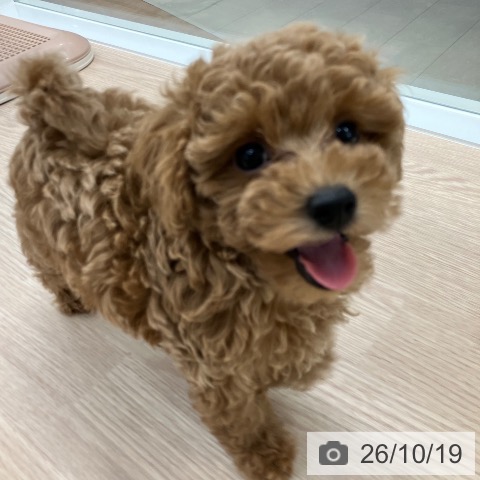 石川県のトイプードル(トイ) (ペットプラス 白山店/2026年8月13日生まれ/女の子/レッド)の子犬の3枚目の画像