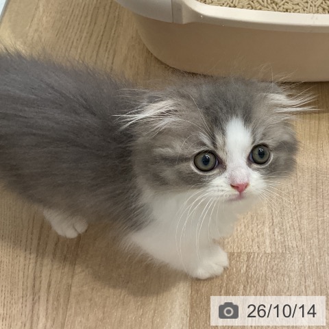 スコティッシュフォールドの写真