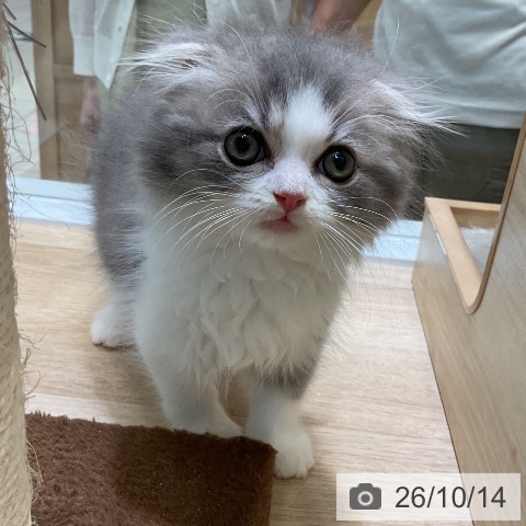 スコティッシュフォールドの写真