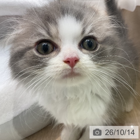 スコティッシュフォールドの写真