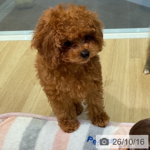 愛知県のトイプードル(トイ) (ペットプラス 岡崎店/2026年8月9日生まれ/女の子/レッド)の子犬の4枚目の画像