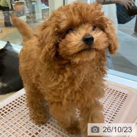 愛知県のトイプードル(トイ) (ペットプラス 岡崎店/2026年8月9日生まれ/女の子/レッド)の子犬の4枚目の画像