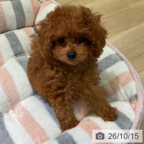 愛知県のトイプードル(トイ) (ペットプラス 岡崎店/2026年8月9日生まれ/女の子/レッド)の子犬の3枚目の画像
