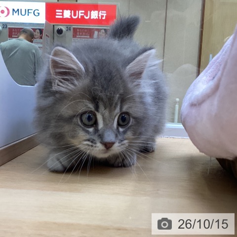 愛知県のサイベリアン (ペットプラス 三好店/2026年8月10日生まれ/男の子/ブルータビー)の子猫の4枚目の画像