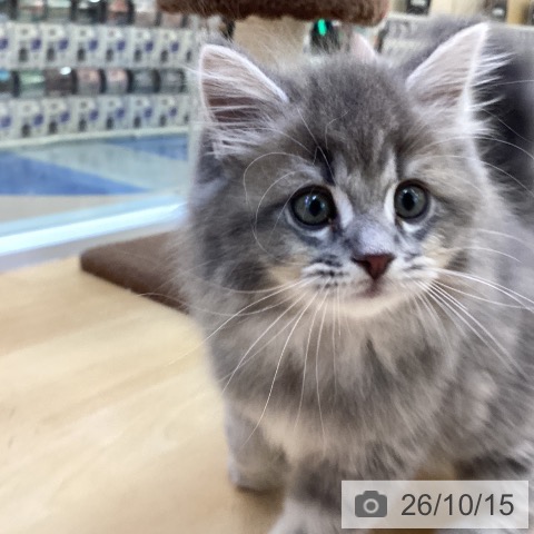 愛知県のサイベリアン (ペットプラス 三好店/2026年8月10日生まれ/男の子/ブルータビー)の子猫の3枚目の画像