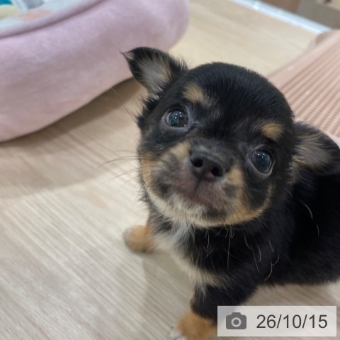 愛知県のチワワ(ロング) (ペットプラス イオンモール長久手店/2026年8月13日生まれ/男の子/ブラックタンホワイト)の子犬の3枚目の画像