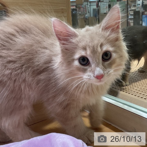 三重県のノルウェージャンフォレストキャット (ペットプラス 東員店/2026年8月5日生まれ/男の子/クリームタビー)の子猫の4枚目の画像