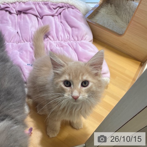 三重県のノルウェージャンフォレストキャット (ペットプラス 東員店/2026年8月5日生まれ/男の子/クリームタビー)の子猫の3枚目の画像