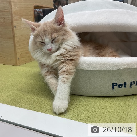ノルウェージャンフォレストキャットの写真