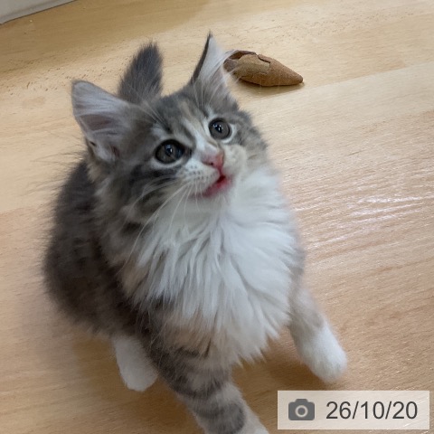 愛知県のノルウェージャンフォレストキャット (ペットプラス mozoワンダーシティ店/2026年8月5日生まれ/女の子/ブルーパッチドタビーホワイト)の子猫の4枚目の画像