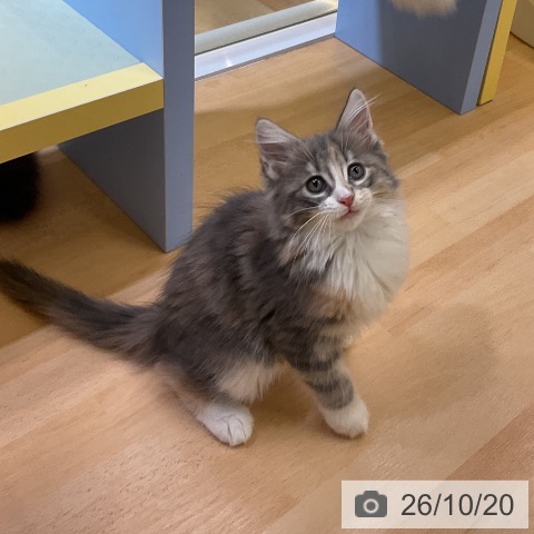愛知県のノルウェージャンフォレストキャット (ペットプラス mozoワンダーシティ店/2026年8月5日生まれ/女の子/ブルーパッチドタビーホワイト)の子猫の3枚目の画像