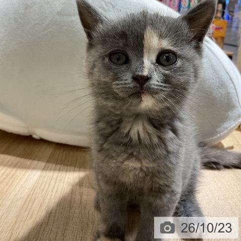 愛知県のブリティッシュショートヘアー (ペットプラス イオンモール豊川店/2026年8月13日生まれ/女の子/ブルークリーム)の子猫の4枚目の画像