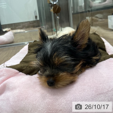 愛知県のヨークシャーテリア (ペッツワン 東海店/2026年8月9日生まれ/女の子/スチールブルータン)の子犬の3枚目の画像