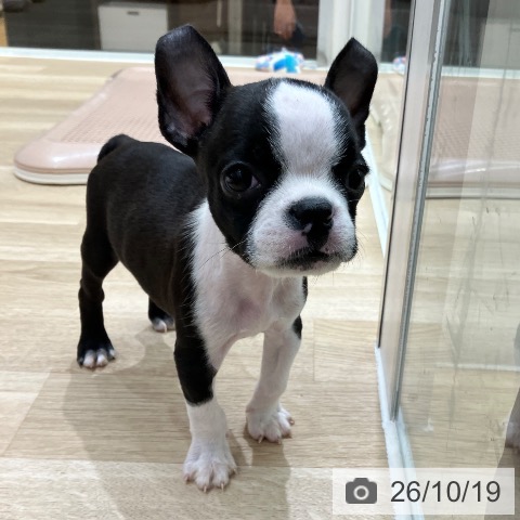岐阜県のボストンテリア (ペットプラス 各務原店/2026年8月11日生まれ/男の子/ボストンカラー)の子犬の4枚目の画像