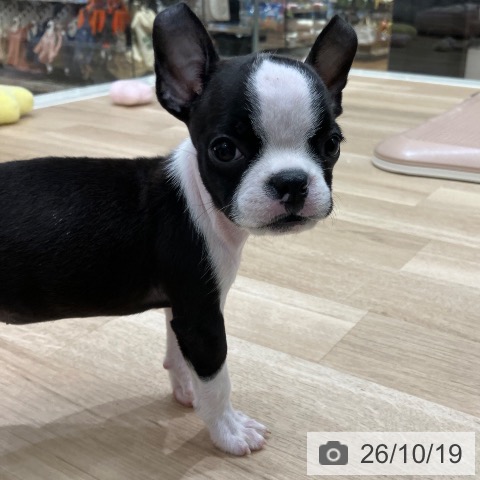 岐阜県のボストンテリア (ペットプラス 各務原店/2026年8月11日生まれ/男の子/ボストンカラー)の子犬の3枚目の画像