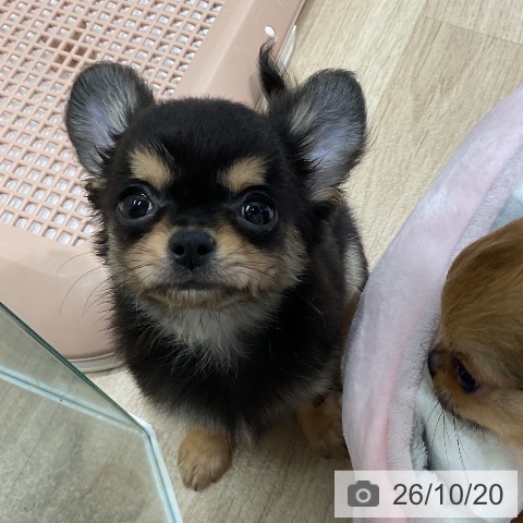 三重県のチワワ(ロング) (ペットプラス 鈴鹿店/2026年8月6日生まれ/男の子/ブラックタン)の子犬の4枚目の画像