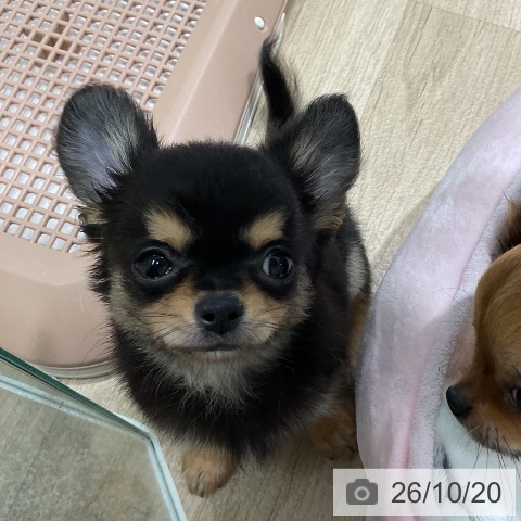 三重県のチワワ(ロング) (ペットプラス 鈴鹿店/2026年8月6日生まれ/男の子/ブラックタン)の子犬の3枚目の画像