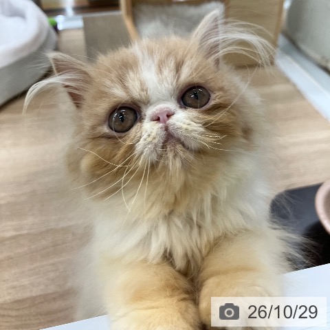 エキゾチックの写真