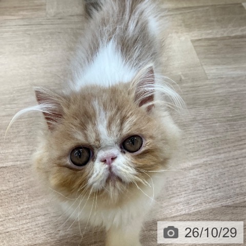 エキゾチックの写真