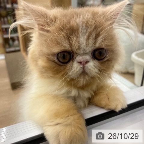 エキゾチックの写真