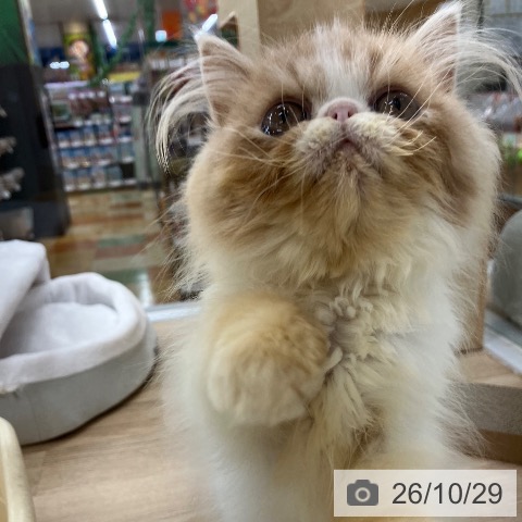 エキゾチックの写真